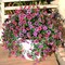 Artificial Hanging Flowers Plants for Outdoor,2 PCS Fake Silk Flowers
